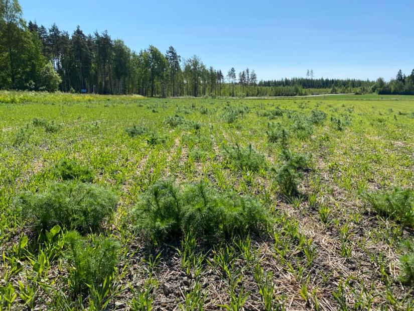 Saunakukka kasvaa viljan oraan seassa sänkipellolla.