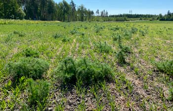 Saunakukka kasvaa viljan oraan seassa keväällä sänkipellolla.