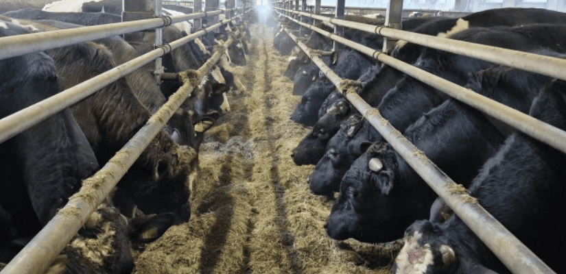 Sonneja syömässä kahdessa rivissä