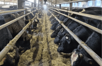 Sonneja syömässä kahdessa rivissä