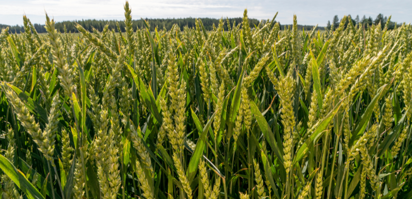 Kuva syysvehnä-pellosta