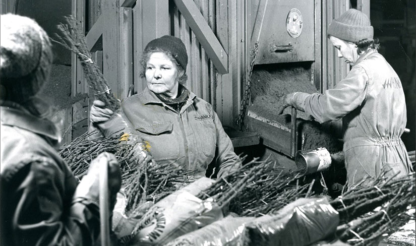 Taimia pakataan Hankkijan Keskustaimistolla kuljetusta varten vuonna 1976