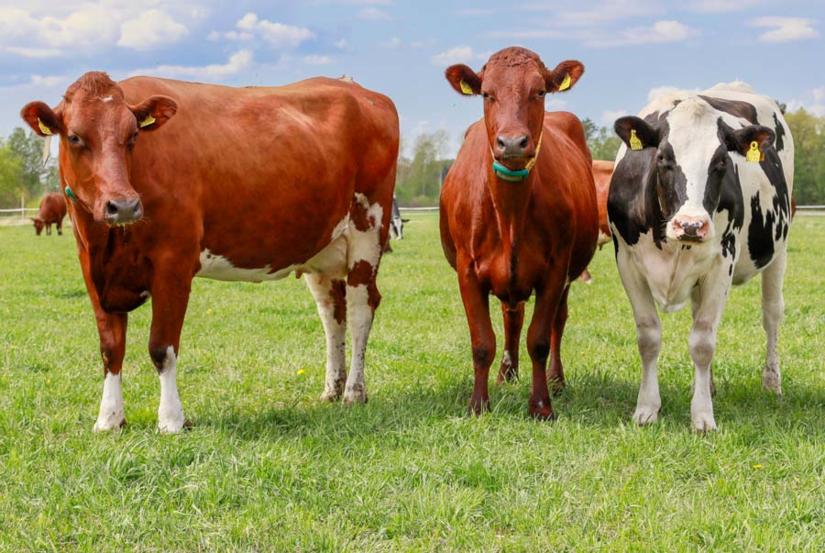 nautoja nurmilaitumella