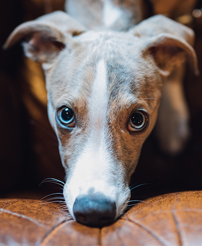 Whippetpentukoira nojaa kuonollaan ruskeaan sohvaan ja katsoo silmiin. Kuvituskuva.