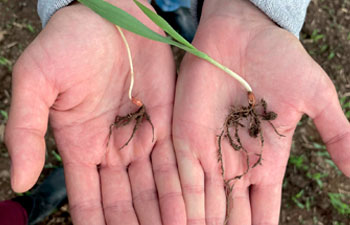 ympact-juuristo-vertailu