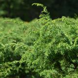 Pilarikataja Suecica, myyntikorkeus 60-80 cm