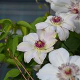 Loistokärhö Miss Bateman, astiakoko 2L