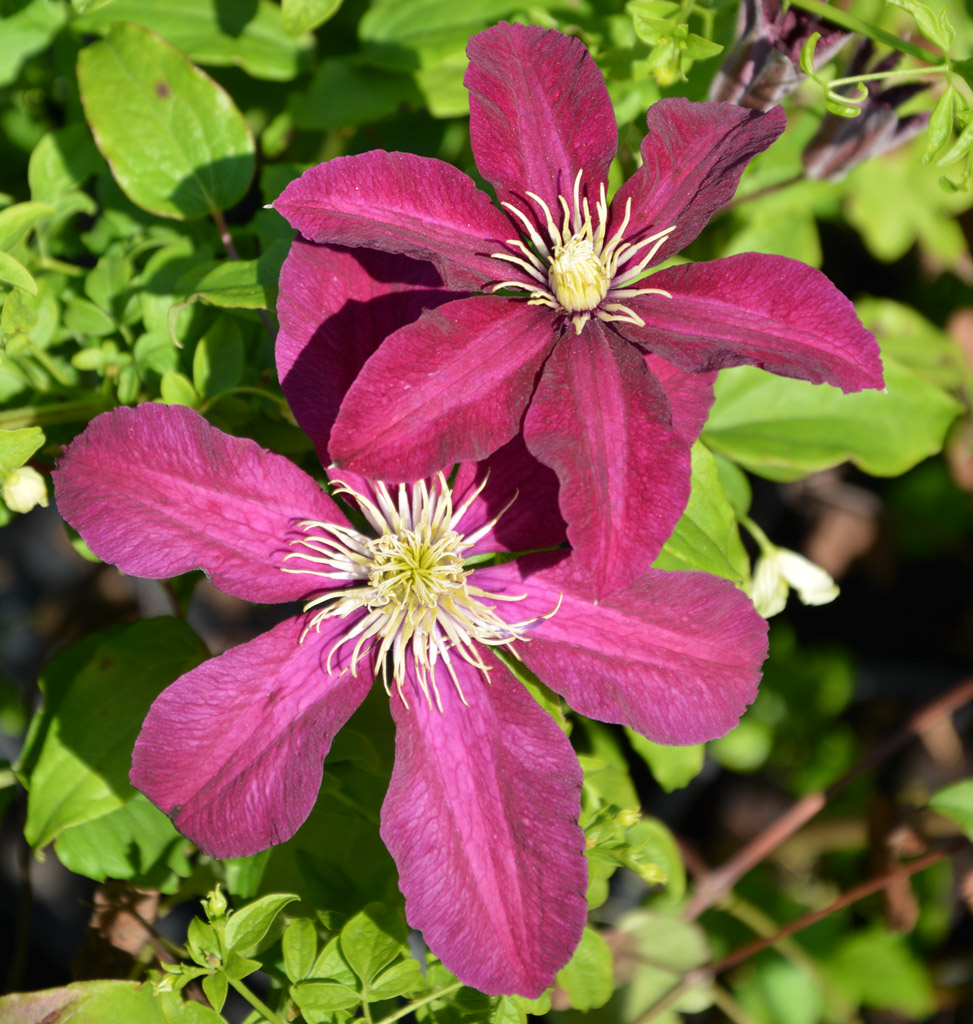 Loistokärhö 'Niobe'