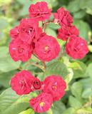 Ruusu Fairy Dance, astiakoko 3,5L