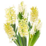 Pääsiäishyasintti, kolme sipulia 12 cm ruukussa