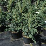 Sinikataja Meyeri, myyntikorkeus 30-40 cm