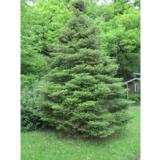 Koreanpihta, myyntikorkeus 40-50 cm