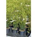 Pikkupilarikataja Sentinel, myyntikorkeus 100-125 cm