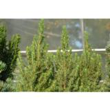 Kartiovalkokuusi Perfecta, myyntikorkeus 30-40 cm