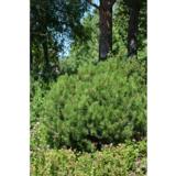 Kääpiövuorimänty, myyntileveys 40-50 cm, astiataimi