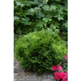 Pallotuija Danica, myyntileveys 25-30 cm, astiakoko 3L