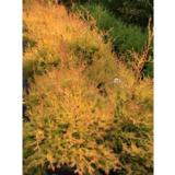 Pallotuija Fire Chief, myyntileveys 25-30 cm astiakoko 3L