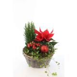 Joulutähti-istutus Aatto