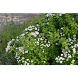 Koivuangervo, astiakoko 3L