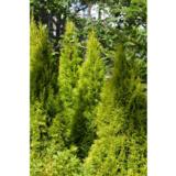 Timanttituija Golden Smaragd, myyntikorkeus 40-60 cm