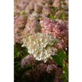 Syyshortensia Grandiflora FinE, astiakoko 7,5L