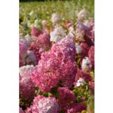 Syyshortensia Vanille Fraise®, astiakoko 3L