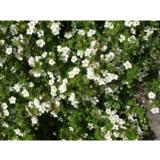 Pensashanhikki Abbotswood, astiakoko 7,5L