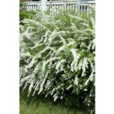 Norjanangervo, astiakoko 3L