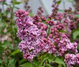 Jalosyreeni Sensation, astiakoko 7,5L