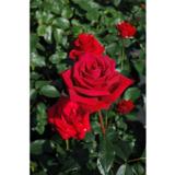 Ruusu Nina Weibull, astiakoko 3,5L