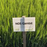 NOS Gambit  siemenohra kemiallisesti peitattu 800 kg