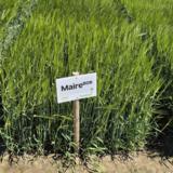 Maire siemenohra kemiallisesti peitattu 800 kg