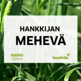 Hankkijan Mehevä nurmisiemenseos 500 kg