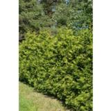 Kartiotuija Brabant, myyntikorkeus 200-225 cm