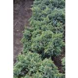 Sinikataja Blue Star, myyntileveys 20-25 cm, astiakoko 3L