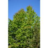 Katsura, myyntikorkeus 125-150 cm