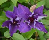 Loistokärhö The President, astiakoko 2L