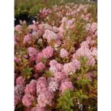 Syyshortensia Bombshell, astiakoko 7,5L