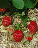 Mansikka Korona 1 kpl