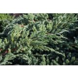 Sinikataja Blue Carpet, myyntileveys 20-25 cm