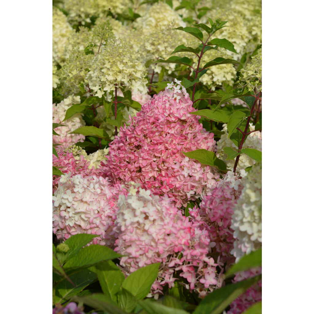 Syyshortensia Pinkachu