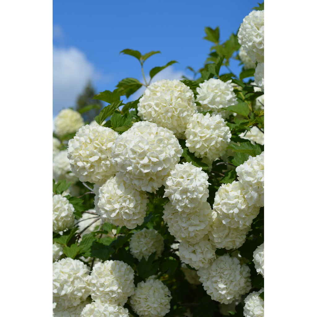 Lumipalloheisi 'Pohjan Neito' kukassa