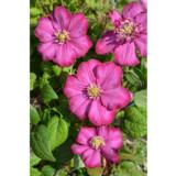 Loistokärhö Ville De Lyon, astiakoko 1L