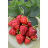 Mansikka Malwina 1kpl