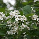 Aitaorapihlaja, astiakoko 7,5L