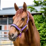 Riimu Werano Back On Track