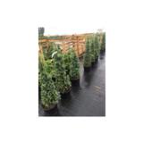 Irlanninkataja, myyntikorkeus 150-175 cm