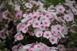 Syysleimu Soft Pink