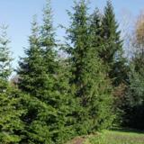 Siperianpihta, myyntikorkeus 150-175 cm