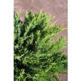 Rohtokataja Tamariscifolia, myyntileveys 25-30 cm, astiakoko 2L